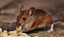 24 Hour & Emergency Exterminators in Portland Corners, IL